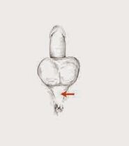 Potența mușchilor și tensiunea lor pentru a crește potența